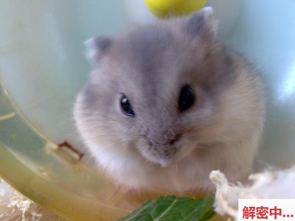 上海小情侣迪士尼游玩后酒店大战自己拍摄 雪白的一线天女友哭求戴套 富二代男友没有任何措施做难为情的事