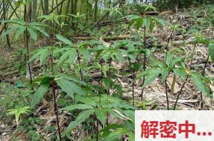外表和性格反差大御姐上头气质发作天天出门同城见面局 死死盯着J私密小角落成人贴贴氛围拉满上头气质到爆 上头气质十足