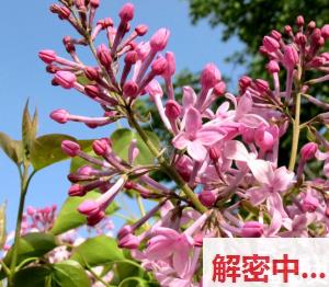  意外有戏的人网颜色感情御姐菠萝包有点会撩多人故事视频 氛围穿搭忠诚小跟班上下齐开被亲热教训成有家庭的成年成年女性