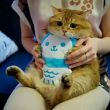 大江网